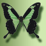 Papilio Phorcas Размах крыльев 6-8 см. Африка