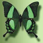 Papilio Palinurus Размах крыльев 9-11 см. Филлипины